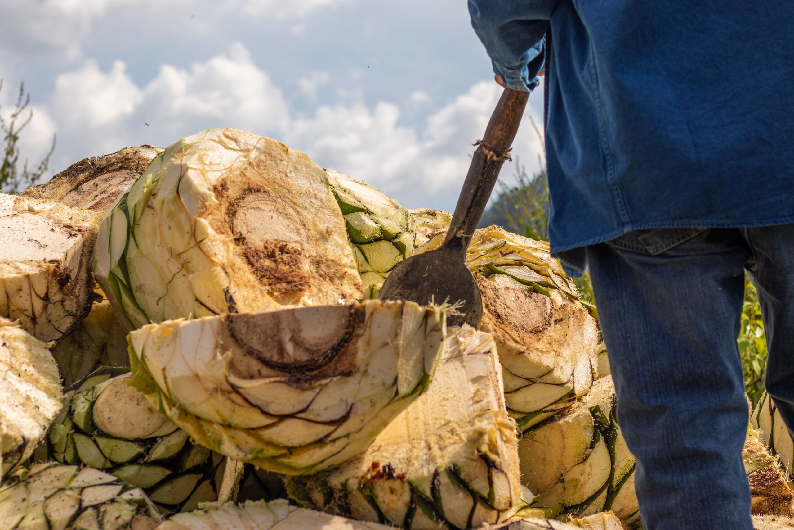 Agave Cupeatra